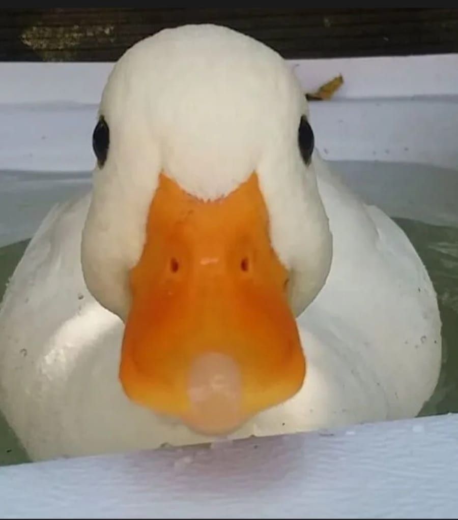 Profil de Abilio